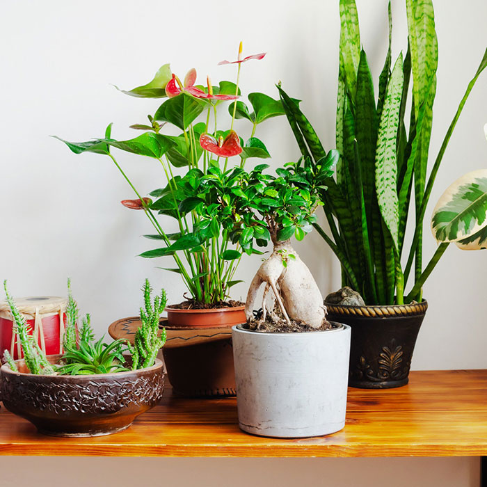 AMERICAN PLANT EXCHANGE